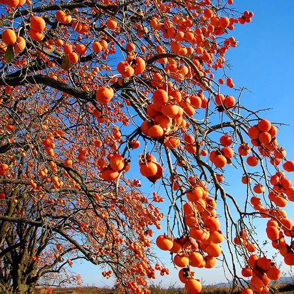 Persimmon seeds 1kg
