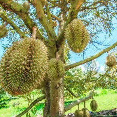 Durian seeds 1kg