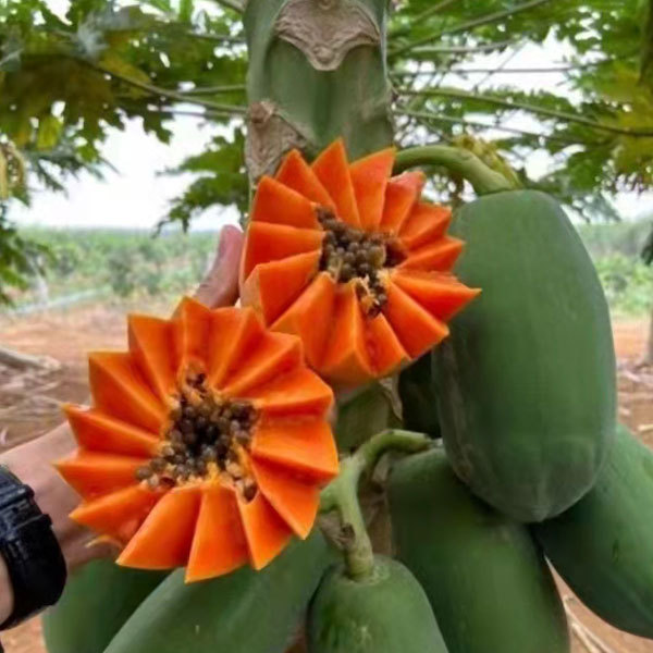 Red lady papaya seeds 1kg