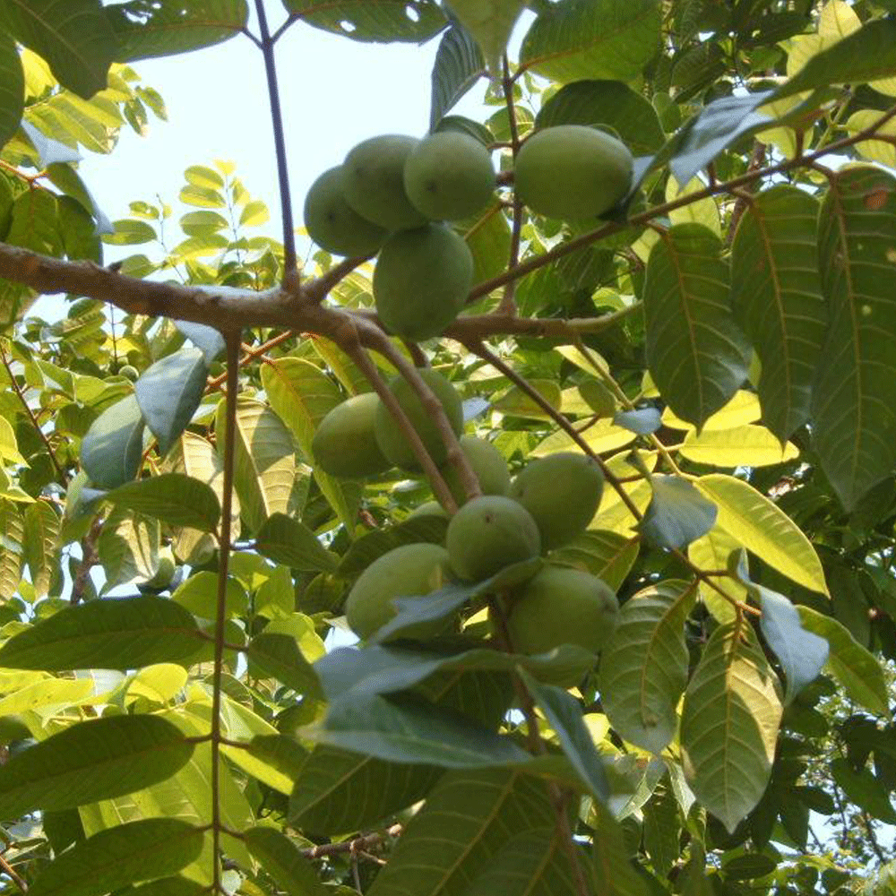 Olive seeds 1kg