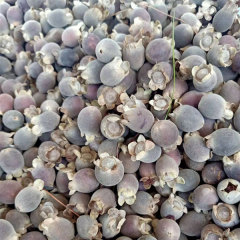 Myrtle seeds 1kg
