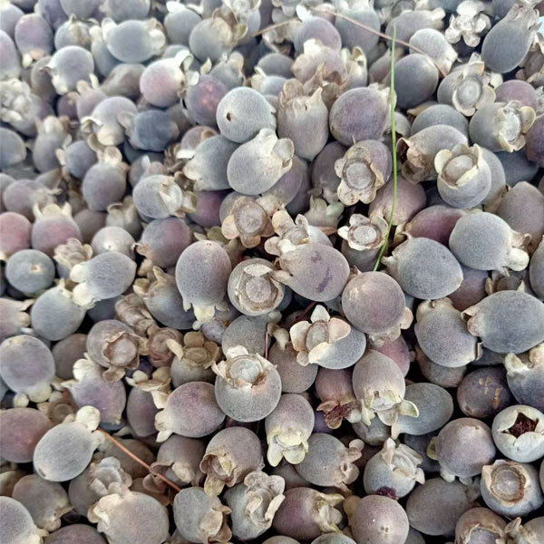 Myrtle seeds 1kg