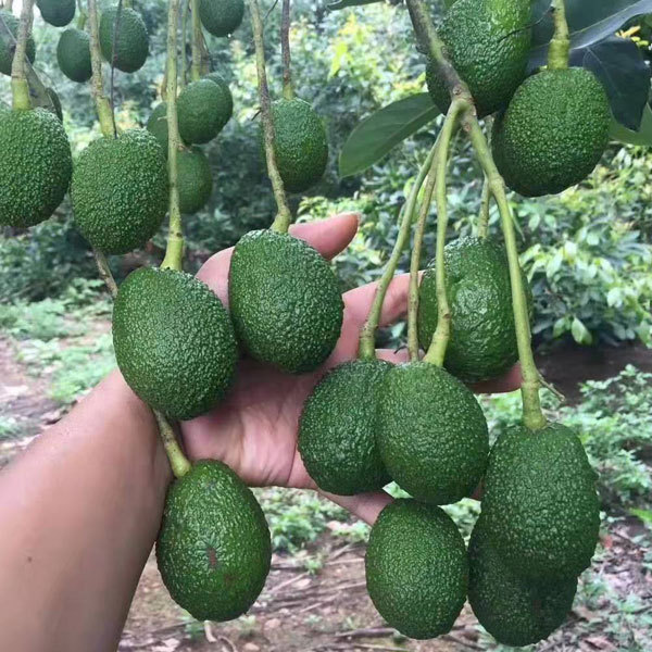 Avocado seeds 1kg