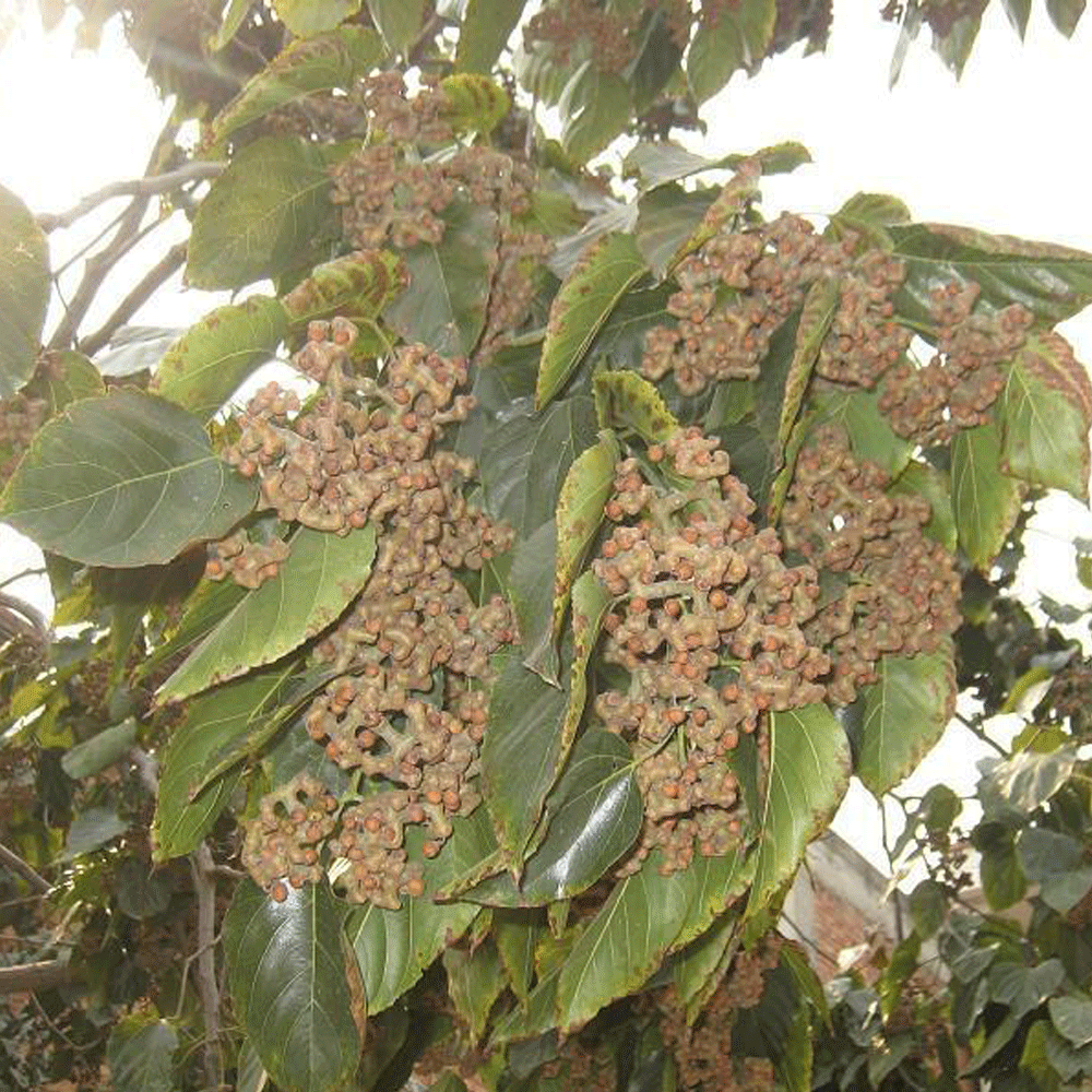 Hovenia acerba seeds 1kg