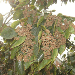 Hovenia acerba seeds 1kg