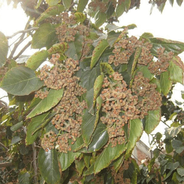 Hovenia acerba seeds 1kg