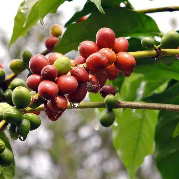 Coffee tree seeds 1kg