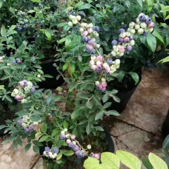 Blueberry seeds 1kg