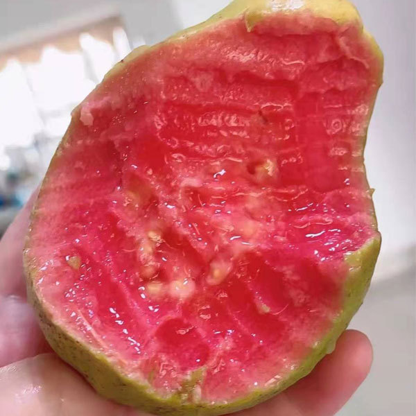 Red guava seeds 1kg