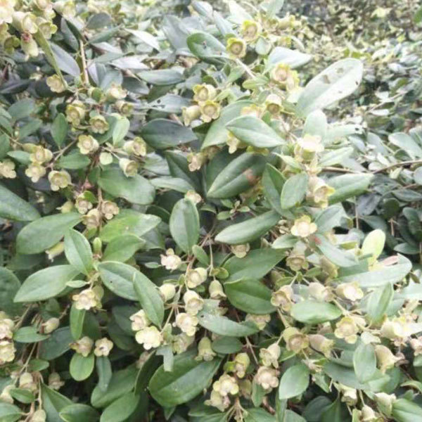 Myrtle seeds 1kg
