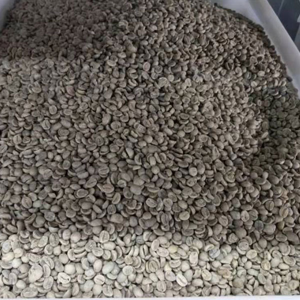 Coffee tree seeds 1kg