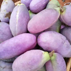 Holboellia latifolia seeds 1kg