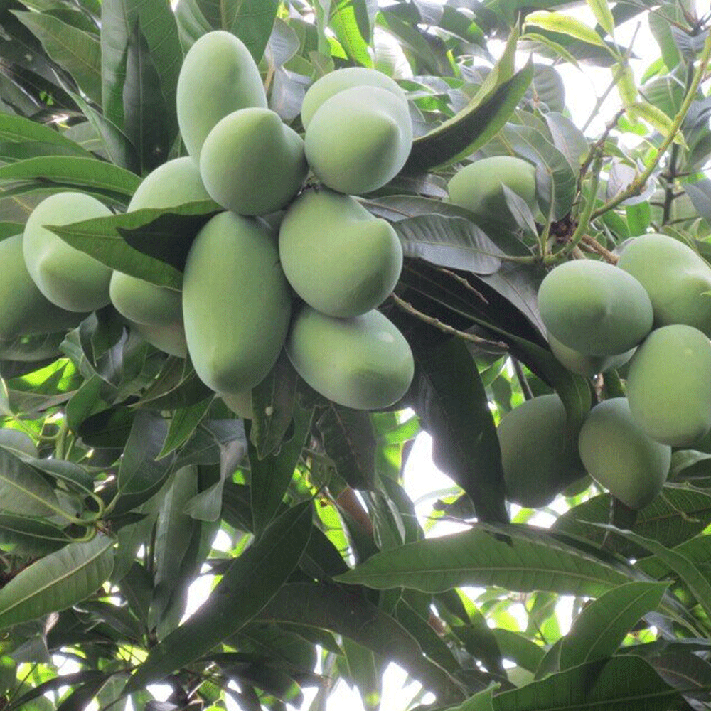 Mango seeds1kg