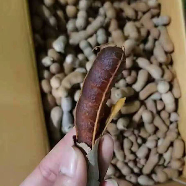 Tamarindus indica seeds 1kg