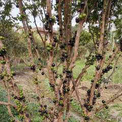 jaboticaba seeds 1kg