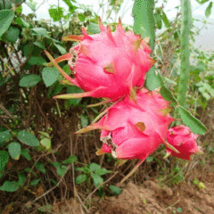 Dragon fruit seeds 1kg