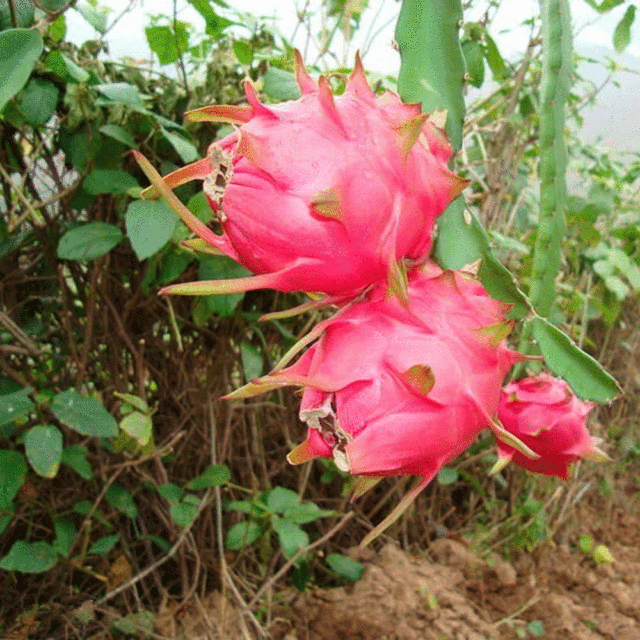 Dragon fruit seeds 1kg