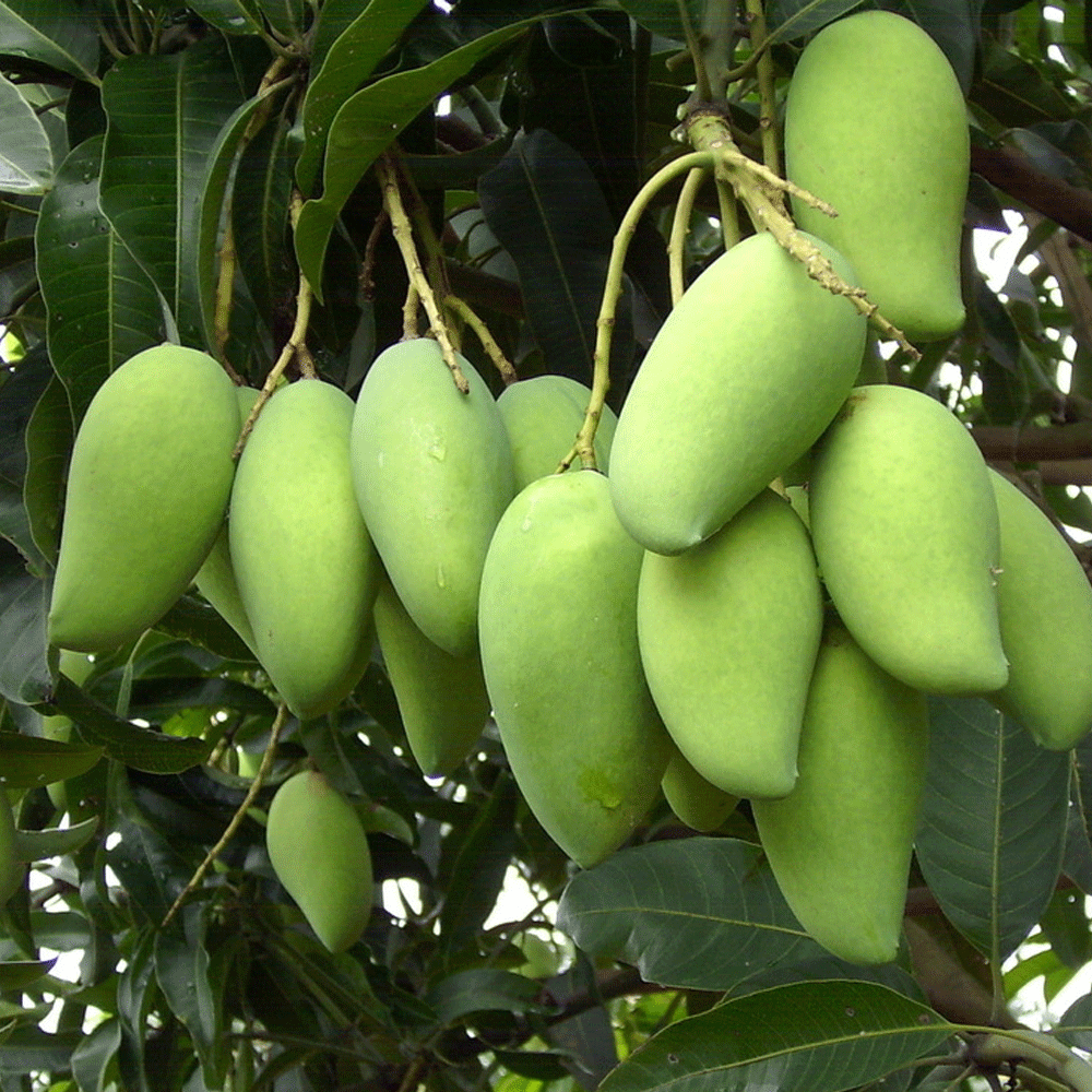 Mango seeds1kg