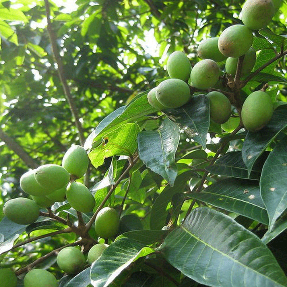 Olive seeds 1kg