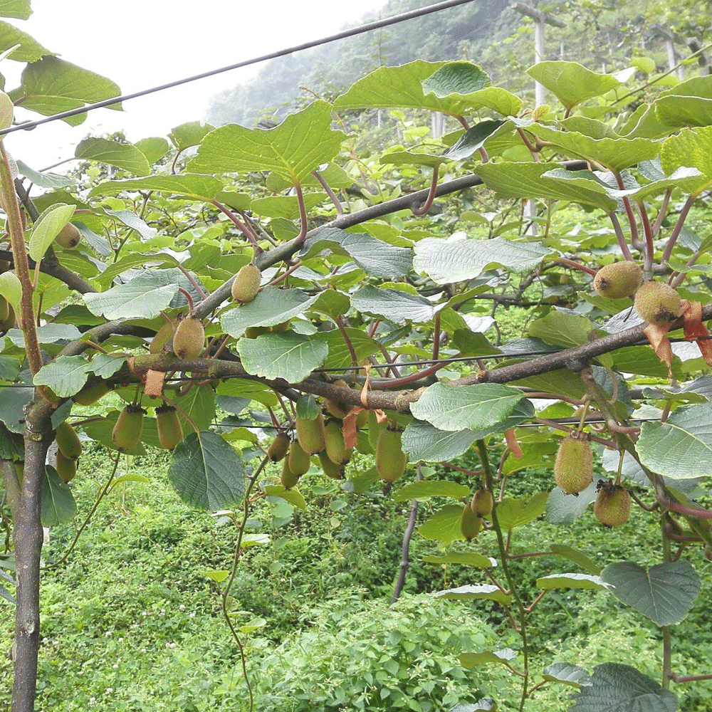Kiwi seeds 1kg