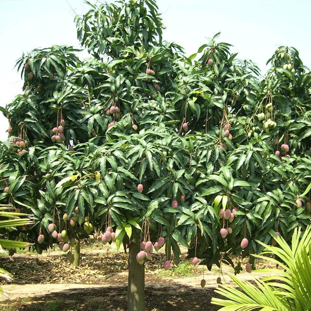Mango seeds1kg