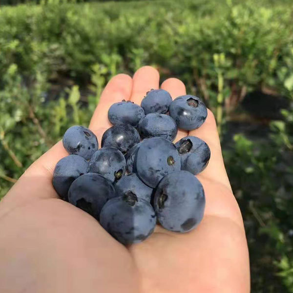 Blueberry seeds 1kg