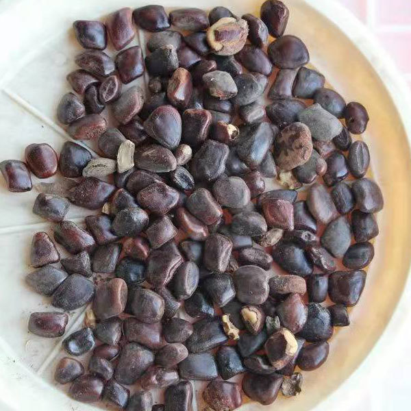 Tamarindus indica seeds 1kg