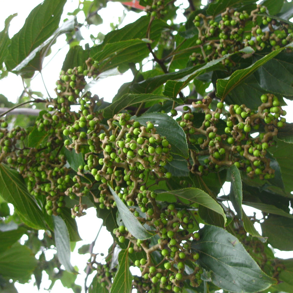 Hovenia acerba seeds 1kg