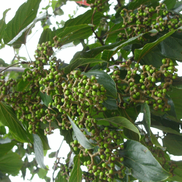 Hovenia acerba seeds 1kg