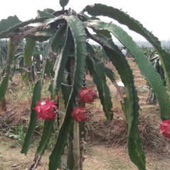Dragon fruit seeds 1kg