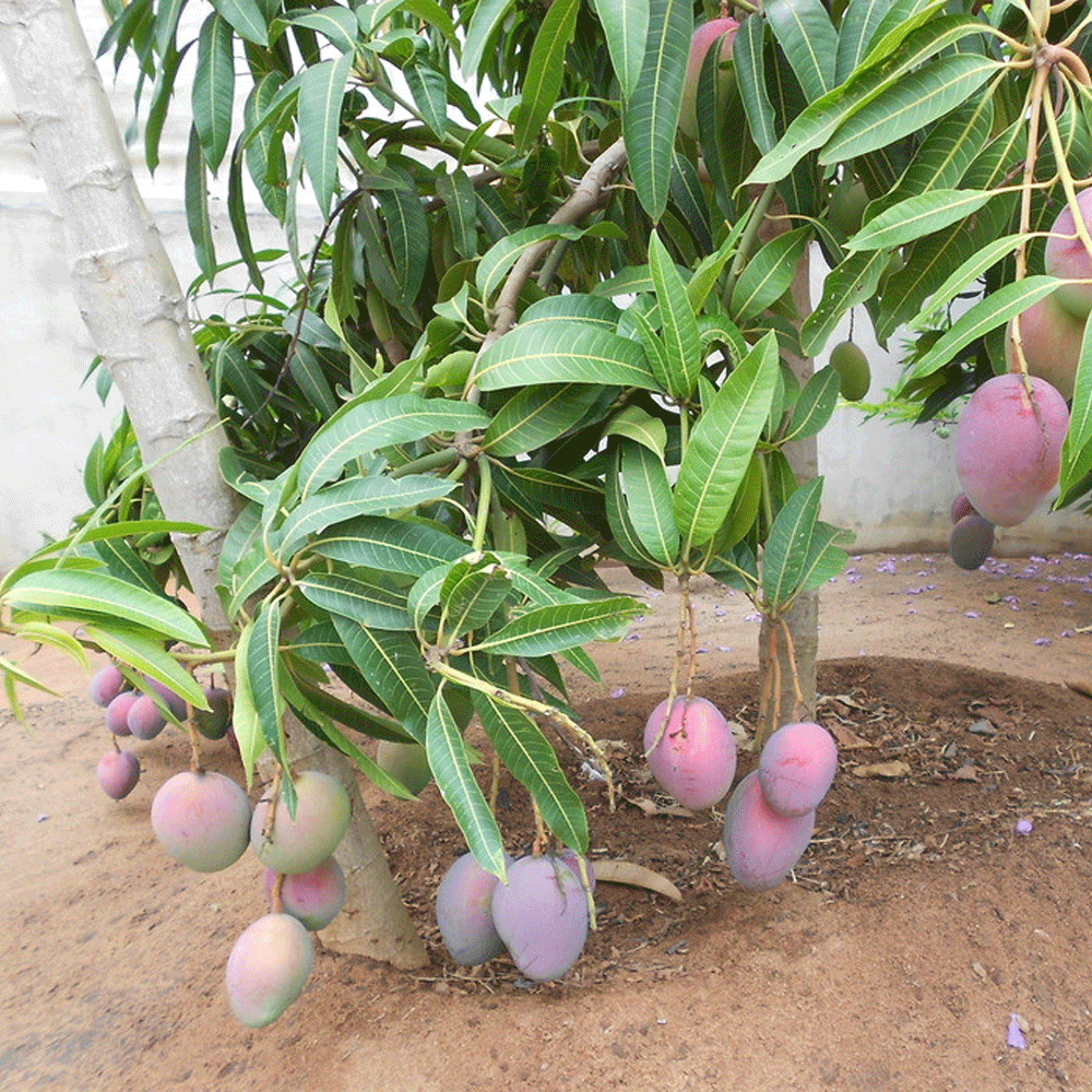 Mango seeds1kg