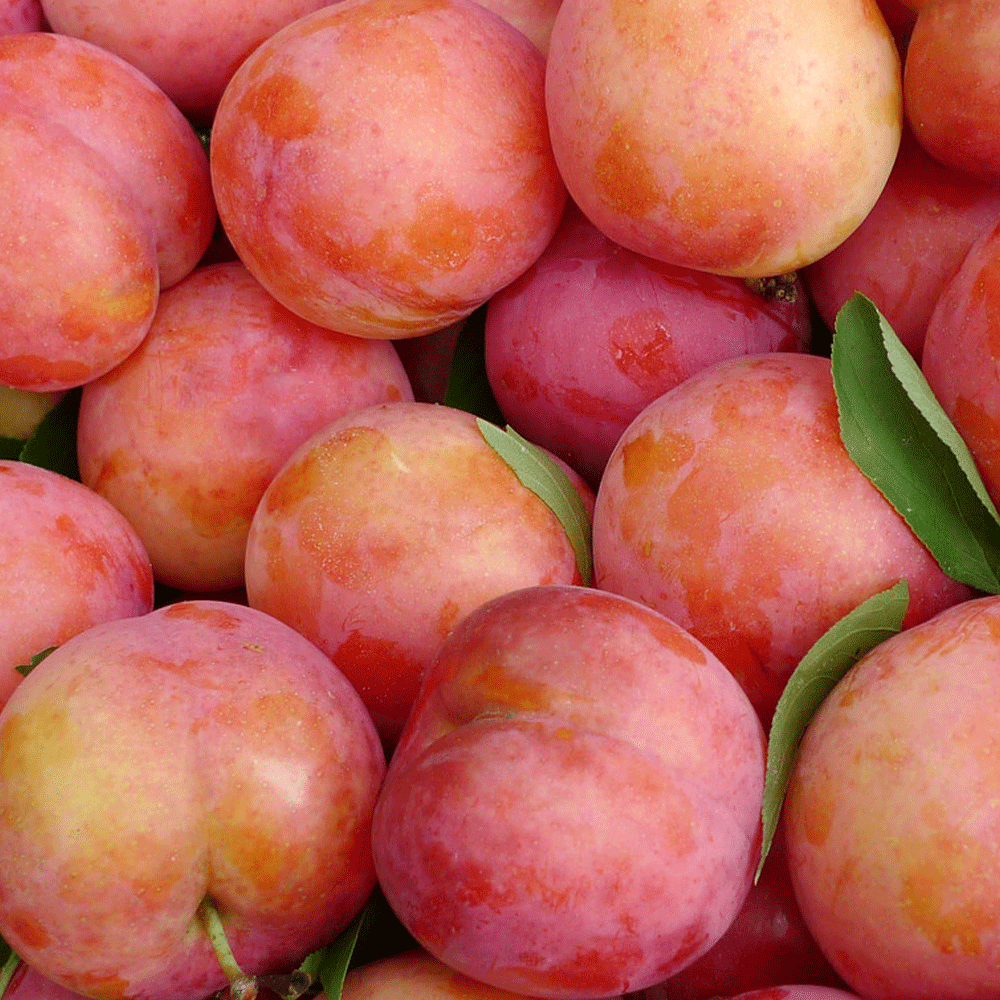 Plum seeds 1kg