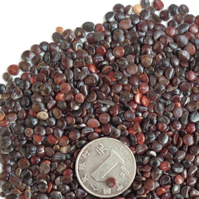 Hovenia acerba seeds 1kg