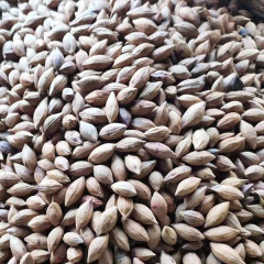 Black olive seeds 1kg