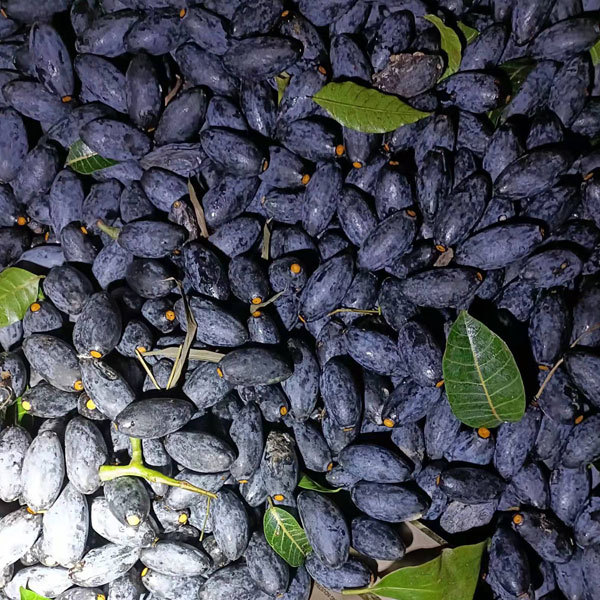 Black olive seeds 1kg