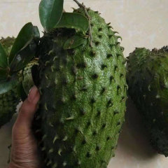 soursop seeds 1kg