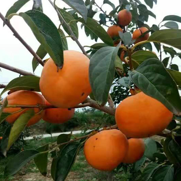 Persimmon seeds 1kg