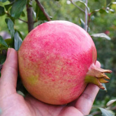 Pomegranate seeds 1kg