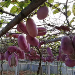 Holboellia latifolia seeds 1kg