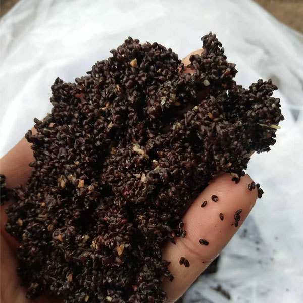 Kiwi seeds 1kg
