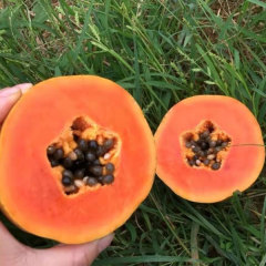 Red lady papaya seeds 1kg