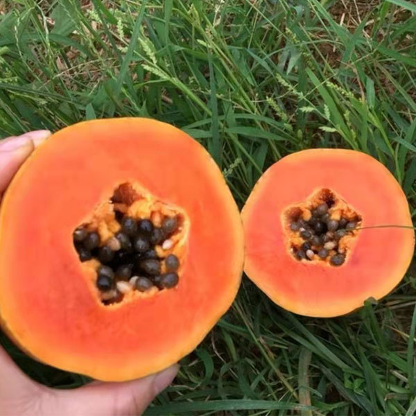 Red lady papaya seeds 1kg