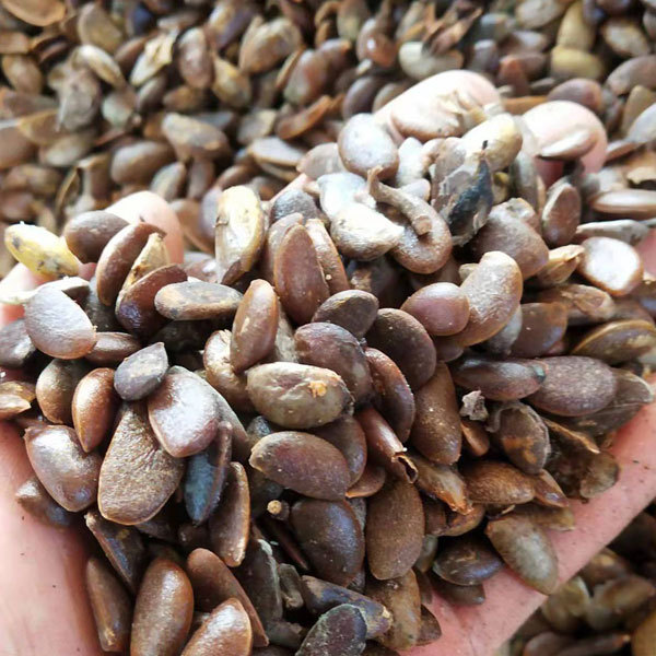 Persimmon seeds 1kg