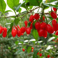 Goji berry seeds 1kg