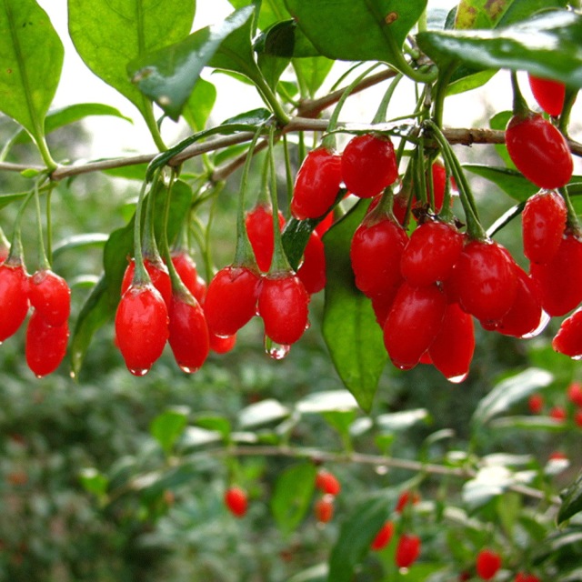 Goji berry seeds 1kg