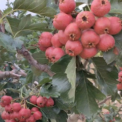 Hawthorn seeds 1kg