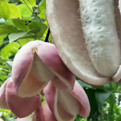 Holboellia latifolia seeds 1kg