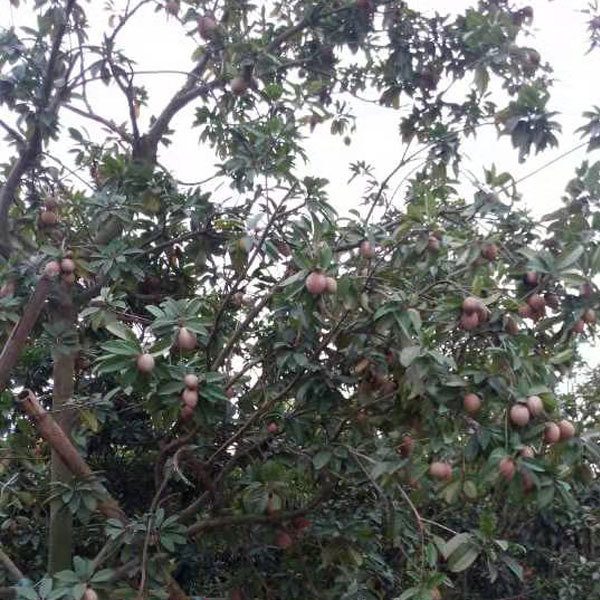 Sapodilla seeds 1kg