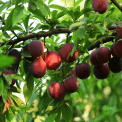 Plum seeds 1kg