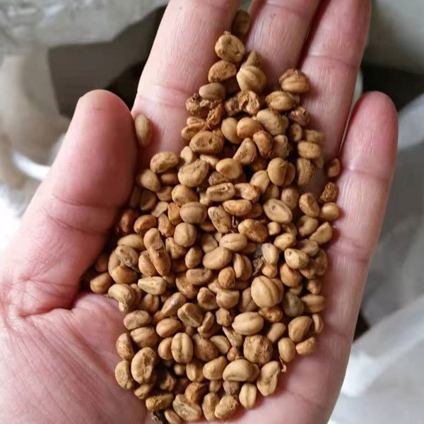 Hawthorn seeds 1kg